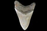 Bargain, Megalodon Tooth - North Carolina #67146-2
